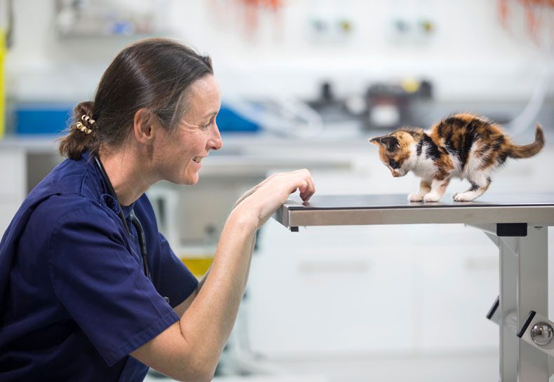 Inspire Veterinary Partners Employee Owned Veterinary Group